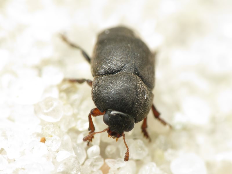 Brachypterolus pulicarius (Linnaeus, 1758)